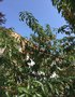 vignette Prunus persica - Pêcher, pêche blanche école Vauban à Recouvrance