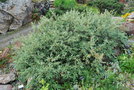 vignette Salix lapponum
