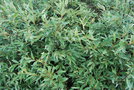 vignette Salix lapponum