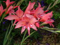 vignette Gladiolus 'Peach Blossom'