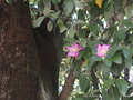 vignette Lagunaria patersonii / Hibiscus patersonius