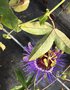 vignette Passiflora caerulea 'Purple Haze' - Passiflore