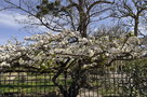 vignette Magnolia x liliiflora 'Nigra'