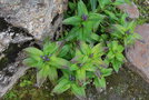 vignette Gentiana cruciata ssp. phogifolia