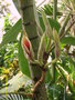 vignette Philodendron verrucosum