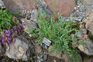 vignette Centaurea bagadensis / Caucase