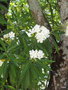 vignette Nerium oleander alba