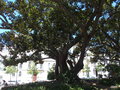 vignette jardin du Principe Real ,Ficus elastica