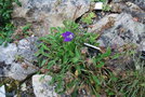 vignette Campanula ledebouriana ssp. pulvinata