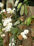 vignette Phalaenopsis sp