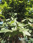 vignette Quercus castaneifolia
