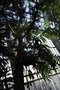 vignette Podocarpus macrophyllus