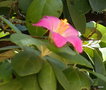 vignette Lagunaria patersonii / Hibiscus patersonius,