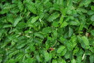 vignette Dryas ajanensis / Rosaceae / Sibrie