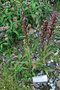 vignette Dactylorhiza lapponica / Orchidaceae / Laponie