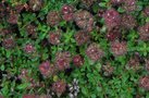 vignette Thymus praecox ssp. arcticus / Islande, Groenland