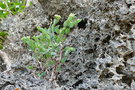 vignette Euphorbia obliqua ? pancheri ?