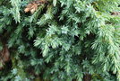 vignette Juniperus squamata 'Blue Carpet'