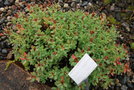 vignette Rhodiola bupleuroides