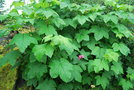 vignette Rubus odoratus