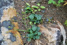 vignette Ranunculus parnassifolius / Alpes, Pyrnes