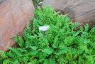 vignette Polemonium pulcherrimum