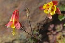 vignette Aquilegia desertorum / Arizona, Utah & Mexique