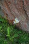vignette Dodecatheon alpinum var. alpinum