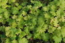 vignette Cortusa matthioli var. turkestanica / Primulaceae / Asie Centrale