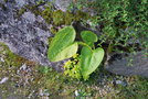 vignette Ligularia amplexicaulis