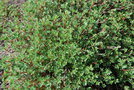 vignette Potentilla parvifolia / Rosaceae / Chine, Tibet