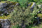 vignette Hippophae thibetana / Eleagnaceae / Nord Inde, Npal, Bhoutan, Tibet