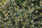 vignette Hippophae thibetana / Eleagnaceae / Nord Inde, Npal, Bhoutan, Tibet