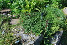 vignette Sorbus poteriifolia / Rosaceae / Yunnan, Myanmar