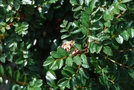 vignette Sorbus poteriifolia / Rosaceae / Yunnan, Myanmar