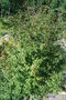 vignette Lonicera lanceolata / Caprifoliaceae / Himalaya