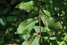 vignette Lonicera lanceolata / Caprifoliaceae / Himalaya