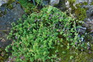 vignette Codonopsis thalictrifolia / Campanulaceae / Himalaya, Chine