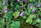 vignette Codonopsis thalictrifolia / Campanulaceae / Himalaya, Chine