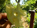 vignette Radermachera sinica (fleur)