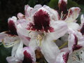 vignette Rhododendron 'Hachmann's Picobello'