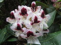 vignette Rhododendron 'Hachmann's' Picobello'