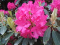 vignette Rhododendron sp