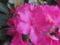 vignette Rhododendron sp
