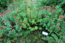 vignette Rhodiola atropurpurea