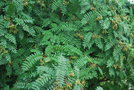 vignette Sorbus pohuashanensis / Sibrie, Core du Nord
