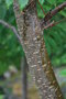 vignette Sorbus pohuashanensis / Sibrie, Core du Nord
