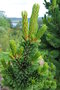 vignette Pinus aristata 'Sherwood Compact'
