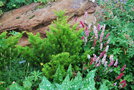 vignette Podocarpus lawrencei / Podocarpaceae / Tasmanie