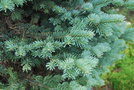 vignette Picea pungens cv.